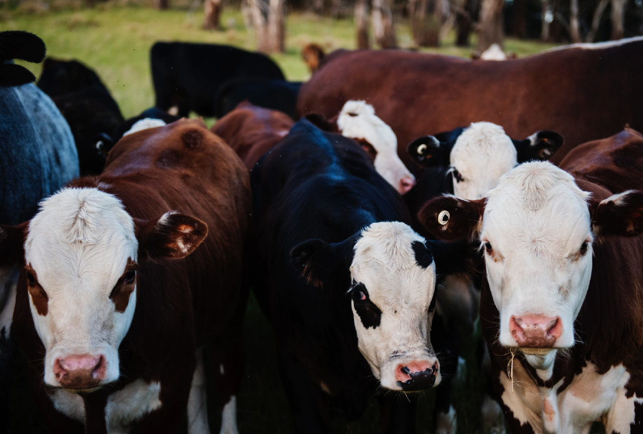 Limba Butchery_1280 × 863